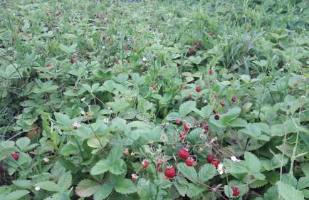 Azienda Agrituristica Colle San Giorgio - Foto 32