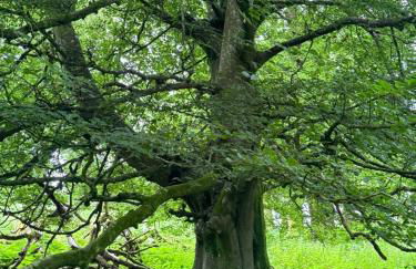 Bronfelin & Troed-y-rhiw Holiday Cottages - Foto 70