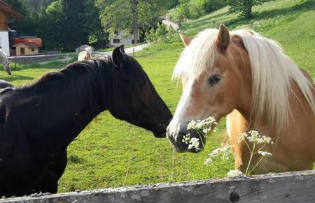 Haus Traudi - Photo 14