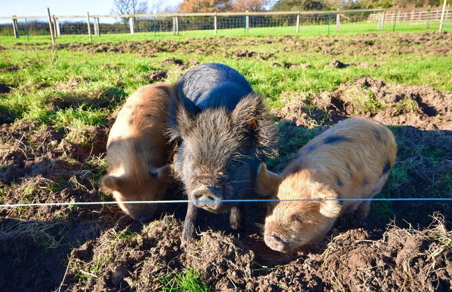 The Cote Little Upton Farm - Foto 16