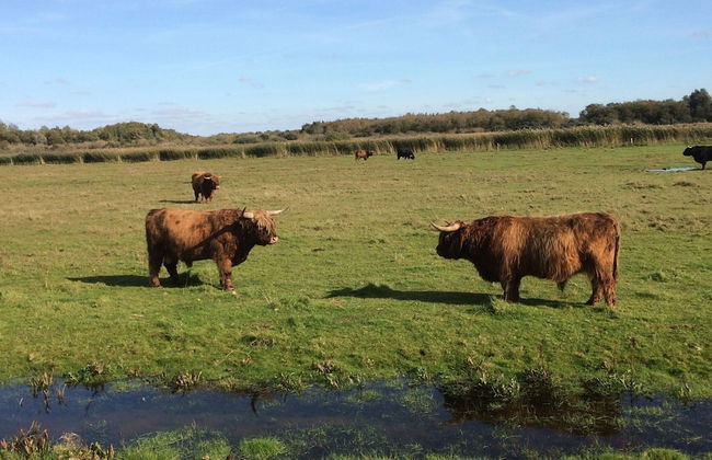 Amazing Holiday Home in Lauwersoog With Sauna - Foto 35