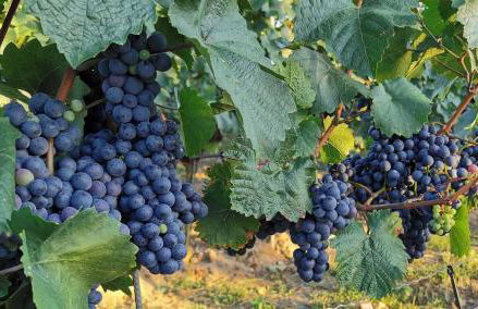 Mainschleifenherz - Foto 32