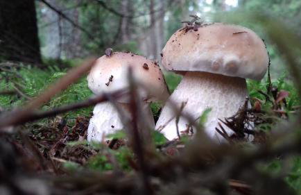 Natura Apartamenty - Foto 58