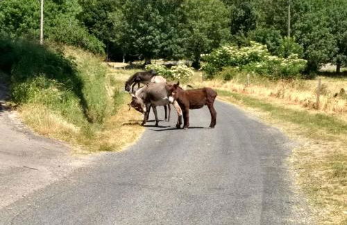 Mas Mialou - Foto 35