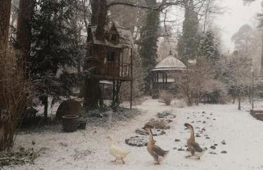 Leśny kasztel pod sosnami. Pokój w koronach drzew. - Foto 8