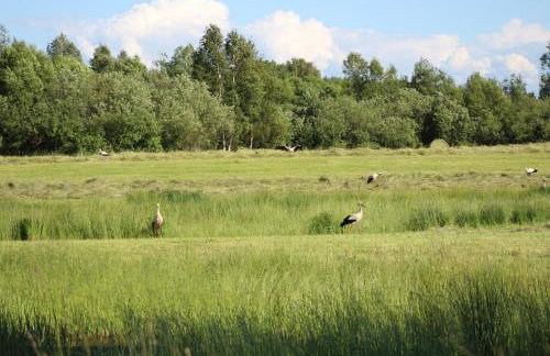 Żywkowo Bocianie Gospodarstwo Rolne - Foto 28