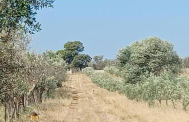 Zeituna Lodge a Porto Cesareo - Foto 26