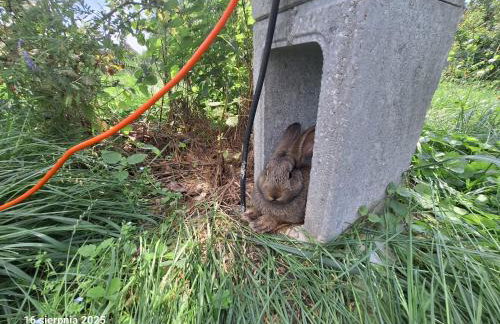 Agroturystyka Polana Giebułtów obok Świeradowa i zamku Czocha, domki przyjazne rodzinom z dziećmi - Photo 30