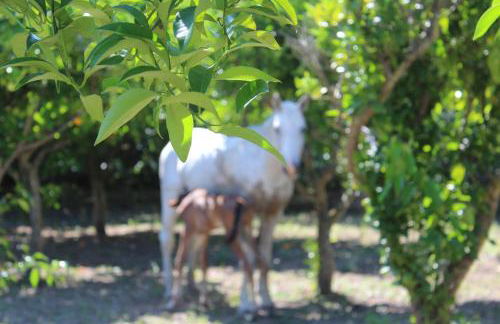 Agriturismo Silis - Foto 23
