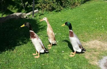 Ferienhaus zum Vogelnest - Foto 14