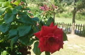 Country House La Collina di Bargiano - Casa Raffaella - Foto 26