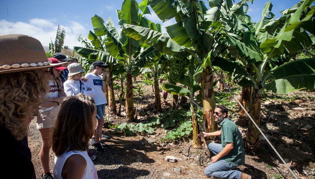Visit to a Banana Plantation in La Orotava - Photo 2