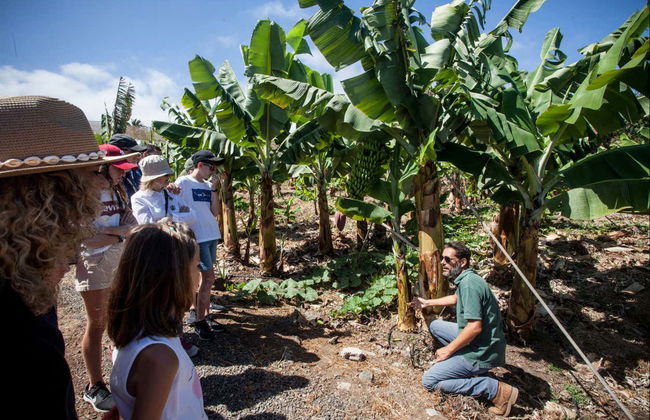 Visita a una finca de plátanos de La Orotava - Foto 2