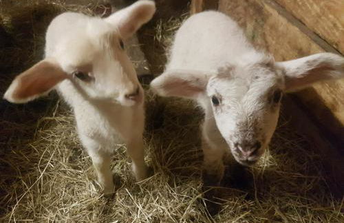 Gästehaus Annemarie - Foto 16