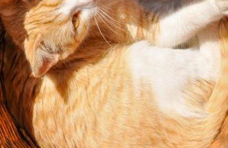 Heracles Guesthouse - Photo 39