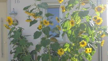 Ferienwohnung am Obstgarten - Foto 5