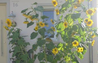 Ferienwohnung am Obstgarten - Foto 5