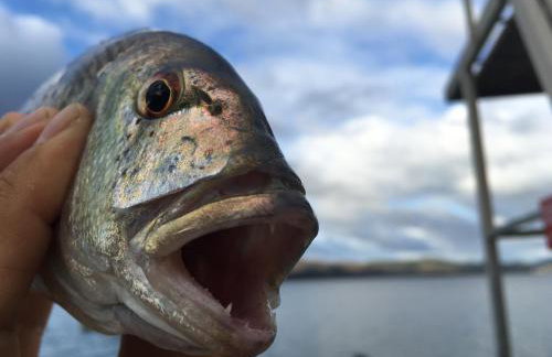 Apartment Galeb Komarna - Foto 15
