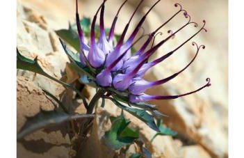 Il Raponzolo di Roccia - Foto 29