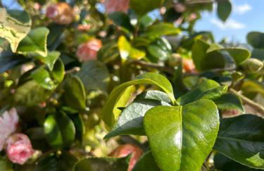 Casa Vicente - Foto 11