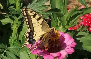 Thanos House - Σπίτι στην εξοχή - Foto 3