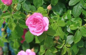 NEWHAVEN Les GITES New COSY HOMES - Foto 29