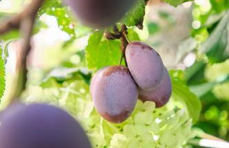 Traumhaftes GARTENLOFT - Photo 56