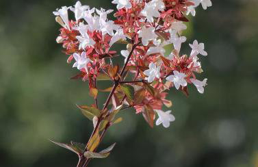 Abelia, two terraces, hot tub, free parking - Foto 51