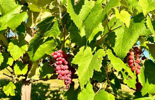 Ruhige Ferienwohnung auf dem Delcherhof in der Mosel-Weinregion - Foto 26