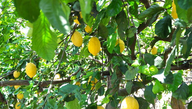 Trekking sul Sentiero dei Limoni - Foto 4, Alberi di limone lungo il percorso