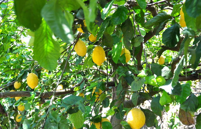 Trekking sul Sentiero dei Limoni - Foto 6