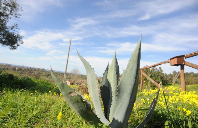 Barnìa - Agriturismo - Photo 39