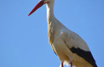 Gîte Les Glycines 68230 TURCKHEIM - Foto 7