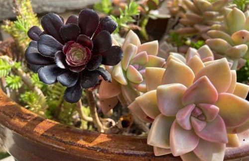 Seaside Garden Escape, A Stroll to the Beach! - Foto 38