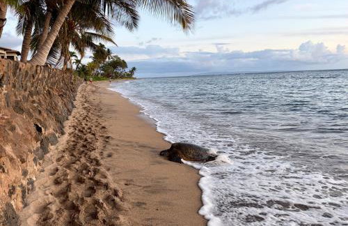 Compass Blue Lahaina - Foto 38