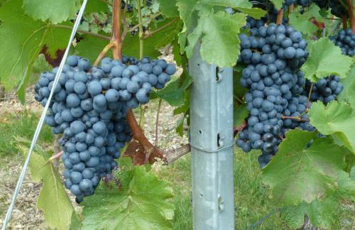 Ferienwohnung Nörpel - Foto 14