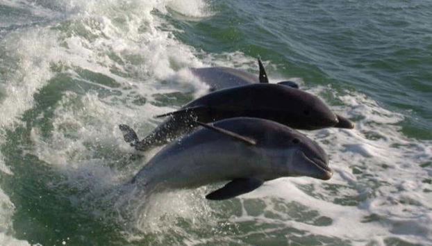 Una pareja de delfines
