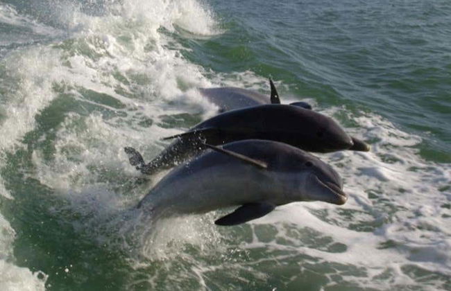 Dolphin Watching in Tampa Bay - Photo 3