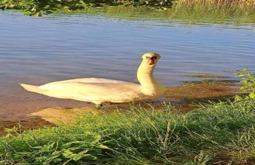 Peaceful Retreat by the Lake - Foto 67