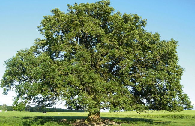 Holiday Home, Plau am See - Foto 29