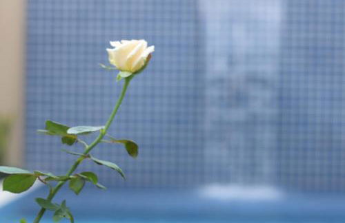 Casa Pouso das Fadas com Arrumadeira e Cozinheira Profissional - Foto 7