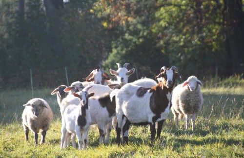 Ferienhof Zollfrank - Foto 65