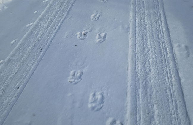 Forest Family Home - Foto 32