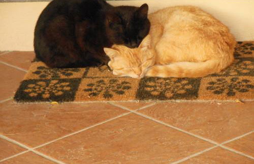 Agriturismo Affittacamere Barbarossa - Foto 49