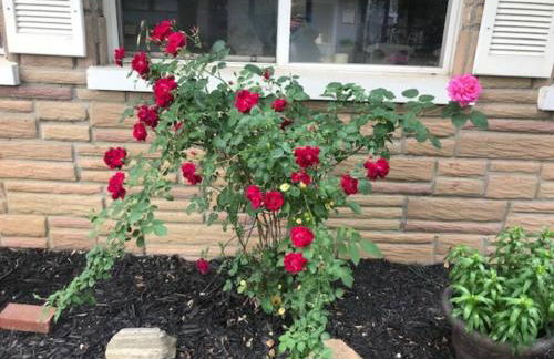 Adorable Buckeye Lake Cottage - Foto 53