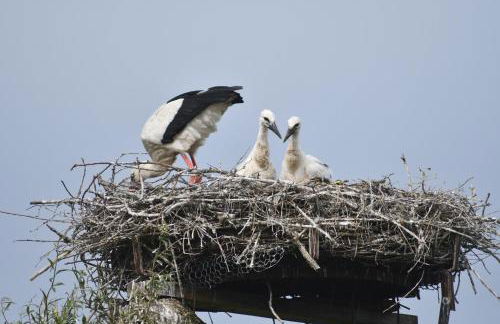 Ferienwohnung Storchennest - Foto 32