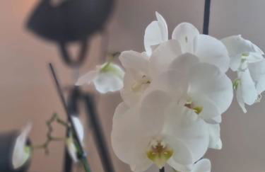 Wellness Ferienhaus - Foto 22