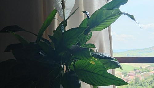 Teresa al Belvedere Rooms&HolidayApartments Camere&Appartamenti - Foto 2