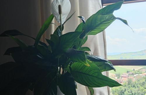 Teresa al Belvedere Rooms&HolidayApartments Camere&Appartamenti - Foto 2