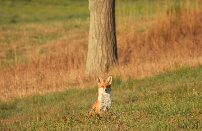 Doppelhaushalfte in Hasselfelde - Foto 16